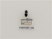 藏品(鞘翅目(1))的圖片